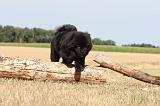CHOW CHOW 051